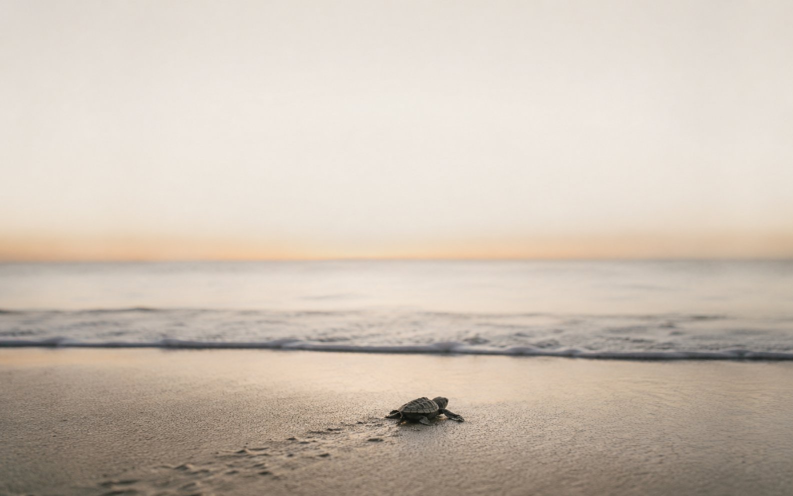A baby sea turtle moving toward the sea at dawn